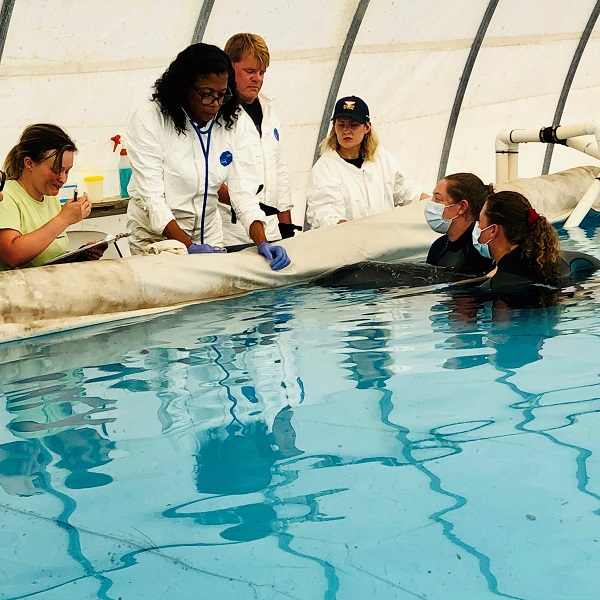 Marine Mammal Rescue and Rehabilitation - Institute for Marine Mammal  Studies Inc.