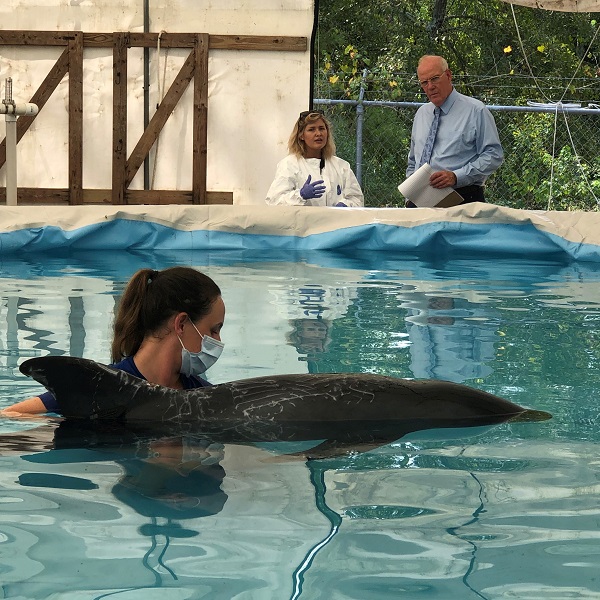 Marine Mammal Rescue and Rehabilitation - Institute for Marine Mammal