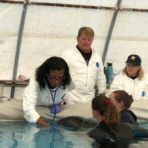 Rescue and Rehabilitation - Institute for Marine Mammal Studies Inc.