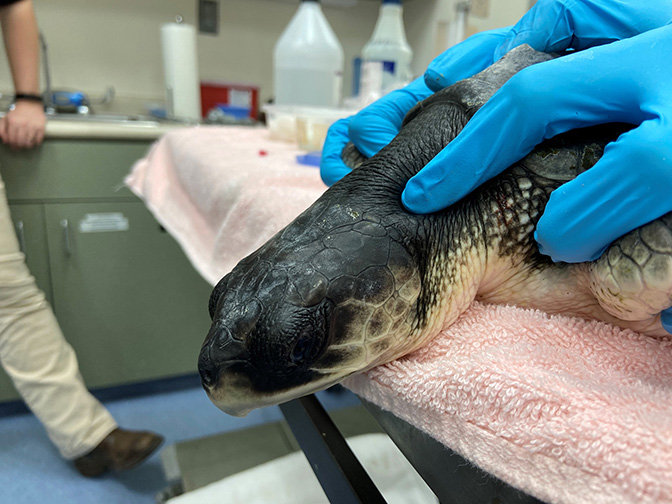 Cold Stunned Turtles - Institute for Marine Mammal Studies Inc.