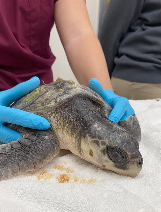 Cold Stunted Turtle 1 - Institute for Marine Mammal Studies Inc.